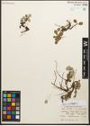 Foto von Salix reticulata L.